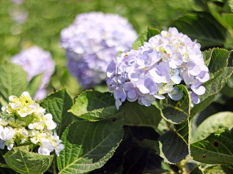 Hydrangea Removal