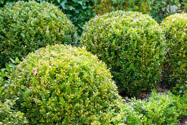 Cost of Landscape Trimming Service in Concord