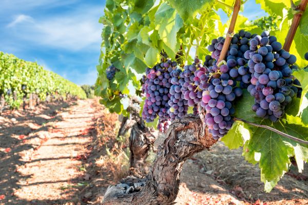 Cost of Grapevine Pruning in Concord