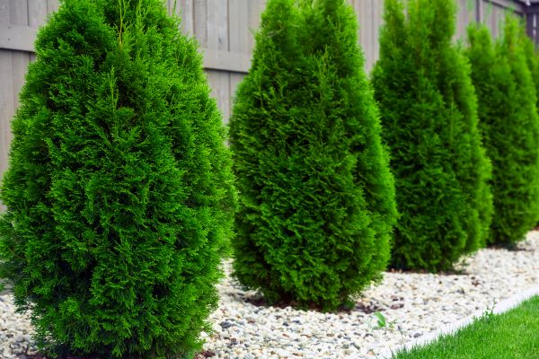 Cost of Arborvitae Removal in Concord