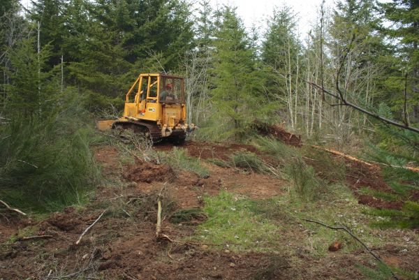 Cost of Shrubbery Clearing in Concord