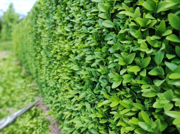 Cost of Boxwood Pruning in Concord