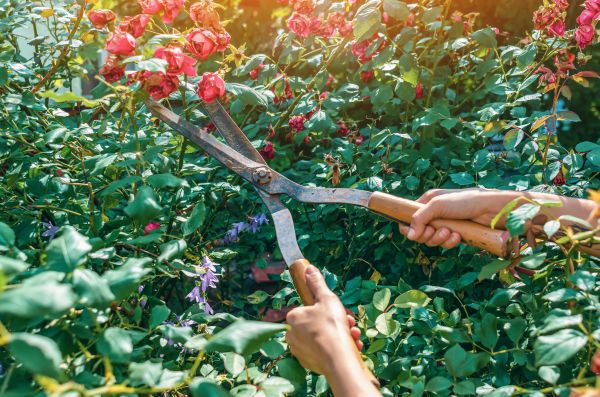 Cost of Knockout Roses Pruning in Concord