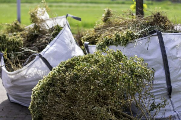 Cost of Dead Shrub Removal in Concord