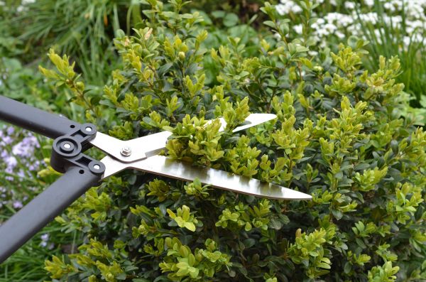 Cost of Boxwood Trimming in Concord