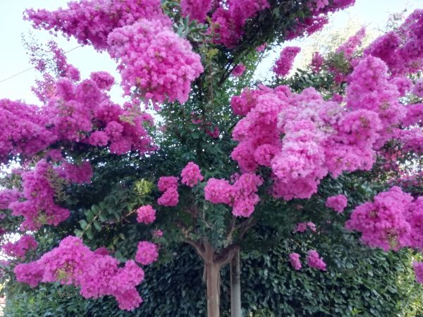 Cost of Crape Myrtle Pruning in Concord
