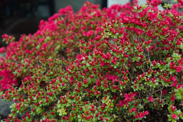 Cost of Weigela Removal Service in Concord