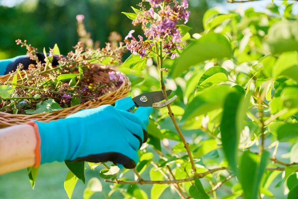 Cost of Lilac Trimming Service in Concord