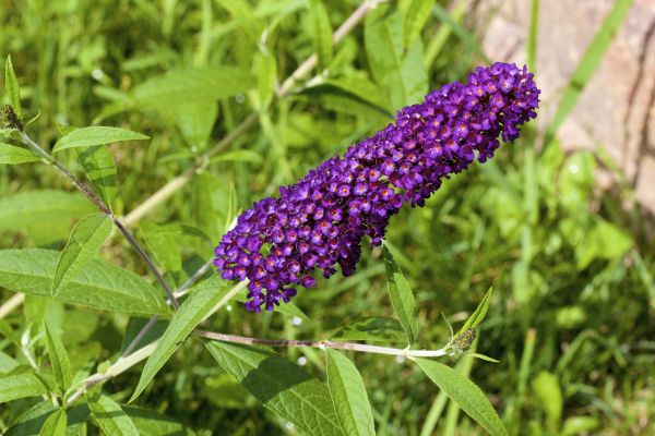 Cost of Butterfly Bush Pruning in Concord